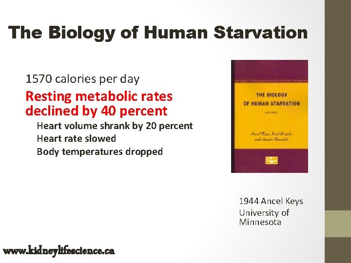 The Biology of Human Starvation 1570 calories per day Resting metabolic rates declined by