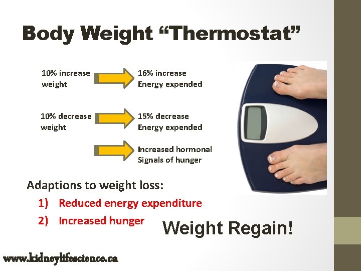 Body Weight “Thermostat” 10% increase weight 16% increase Energy expended 10% decrease weight 15%