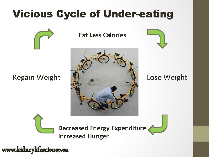 Vicious Cycle of Under-eating Eat Less Calories Regain Weight Decreased Energy Expenditure Increased Hunger