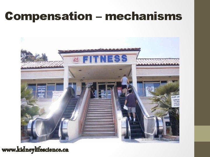 Compensation – mechanisms www. kidneylifescience. ca 