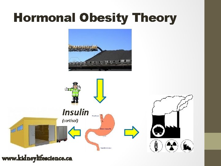 Hormonal Obesity Theory Insulin (cortisol) www. kidneylifescience. ca 