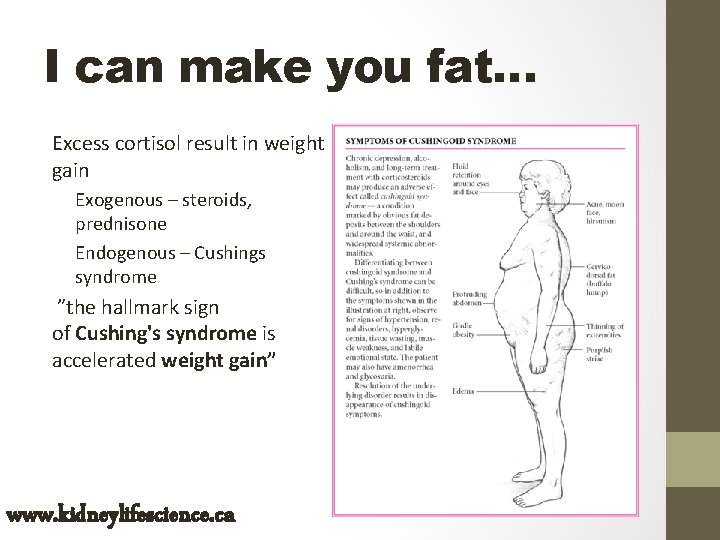 I can make you fat… Excess cortisol result in weight gain Exogenous – steroids,