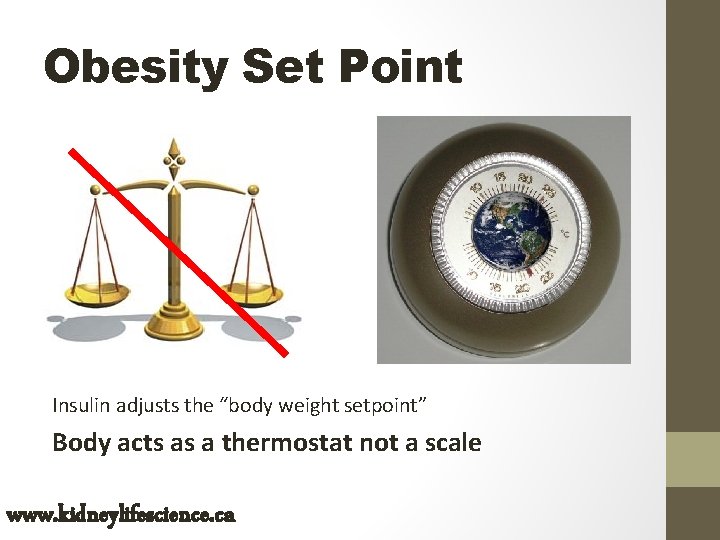 Obesity Set Point Insulin adjusts the “body weight setpoint” Body acts as a thermostat