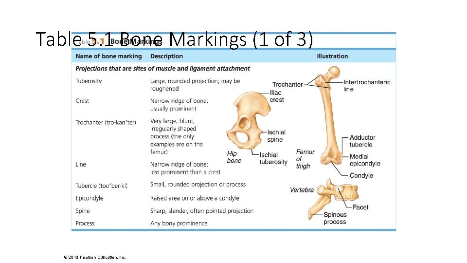 Table 5. 1 Bone Markings (1 of 3) © 2018 Pearson Education, Inc. 