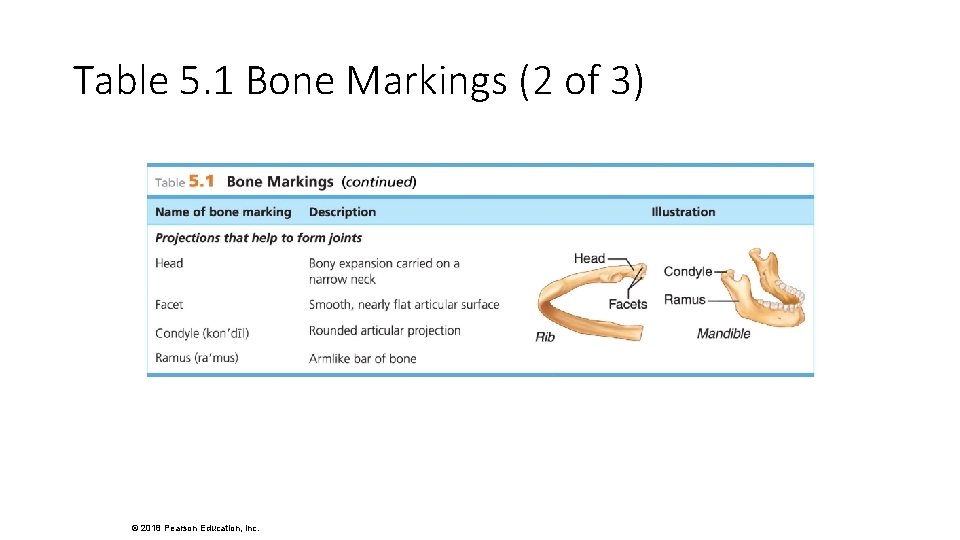 Table 5. 1 Bone Markings (2 of 3) © 2018 Pearson Education, Inc. 