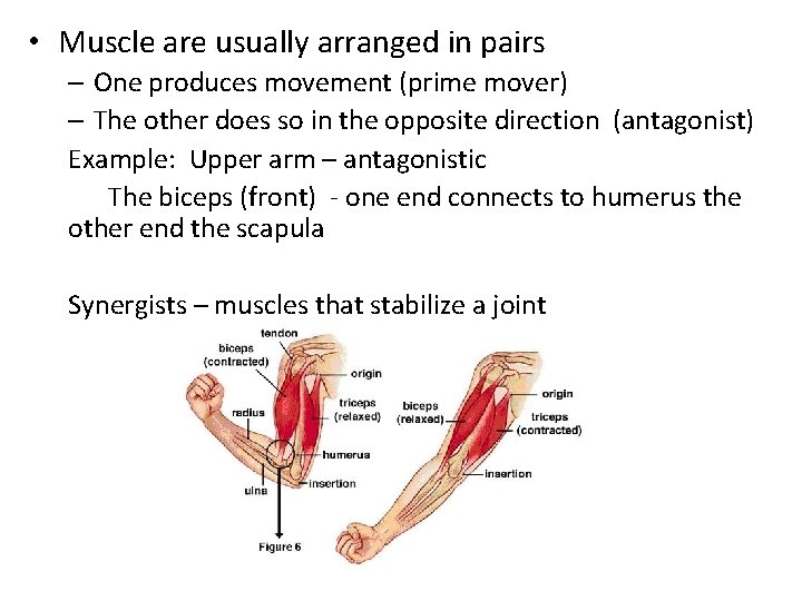  • Muscle are usually arranged in pairs – One produces movement (prime mover)