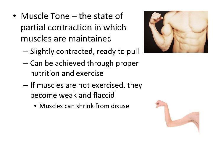  • Muscle Tone – the state of partial contraction in which muscles are