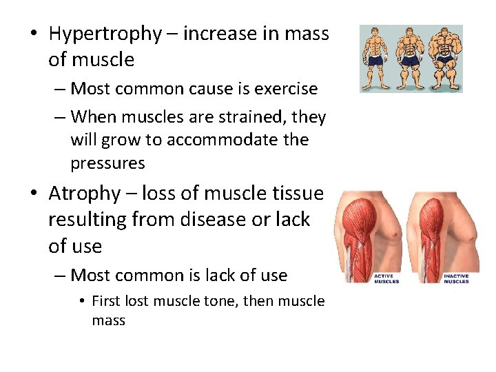  • Hypertrophy – increase in mass of muscle – Most common cause is