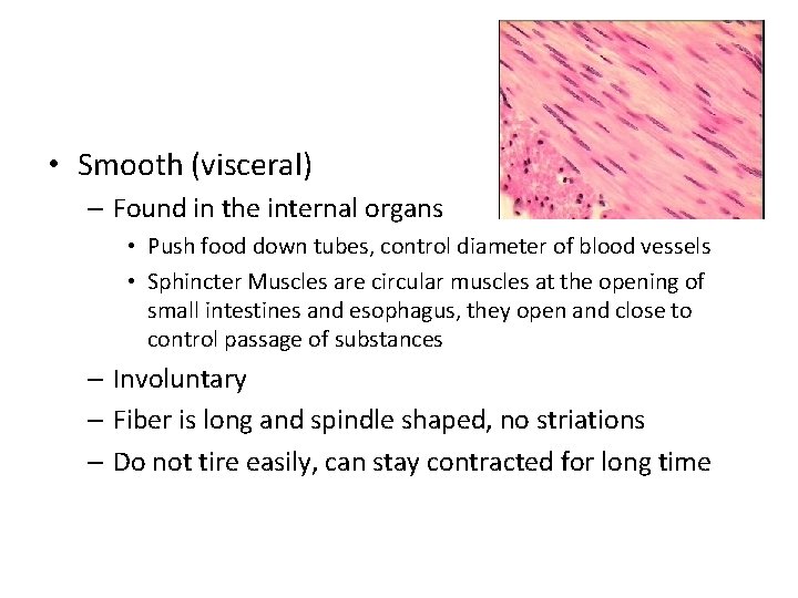  • Smooth (visceral) – Found in the internal organs • Push food down