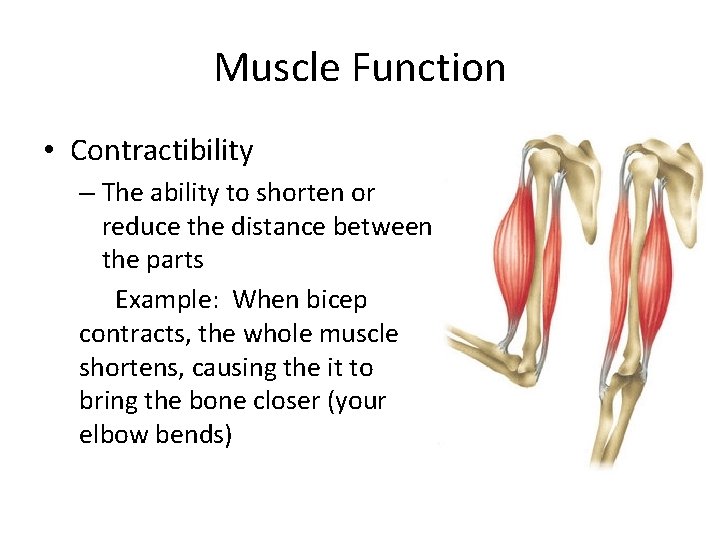 Muscles The human body is composed of over