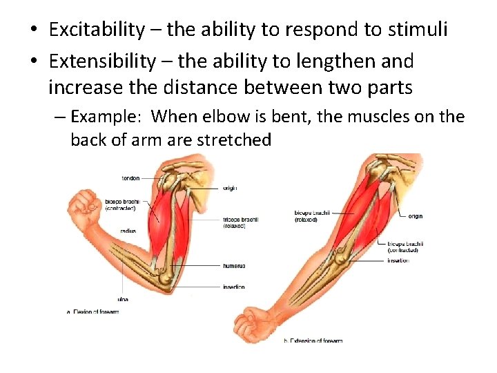  • Excitability – the ability to respond to stimuli • Extensibility – the