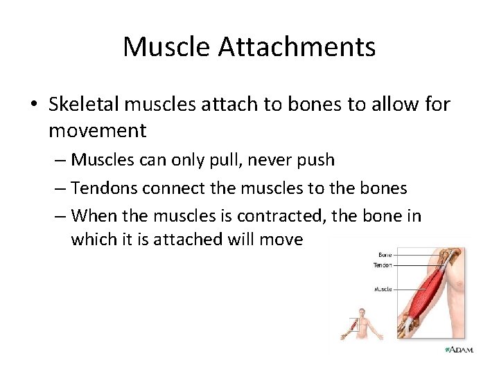Muscle Attachments • Skeletal muscles attach to bones to allow for movement – Muscles