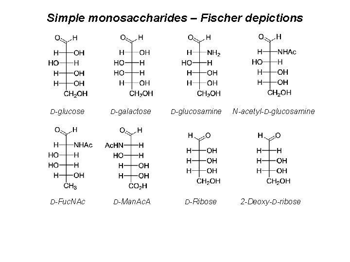 Simple monosaccharides – Fischer depictions D-glucose D-galactose D-Fuc. NAc D-Man. Ac. A D-glucosamine D-Ribose