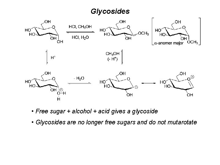 Glycosides • Free sugar + alcohol + acid gives a glycoside • Glycosides are