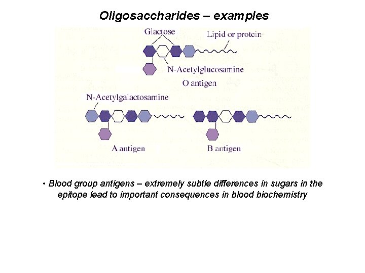 Oligosaccharides – examples • Blood group antigens – extremely subtle differences in sugars in