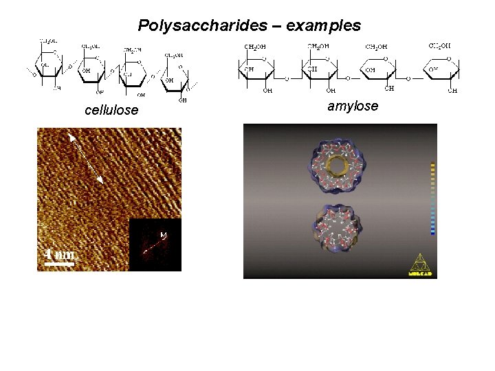 Polysaccharides – examples cellulose amylose 