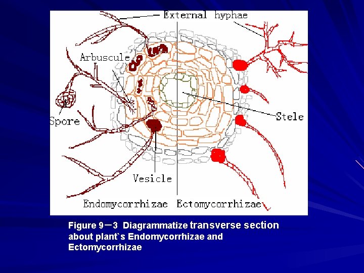 Figure 9－3 Diagrammatize transverse section about plant`s Endomycorrhizae and Ectomycorrhizae 