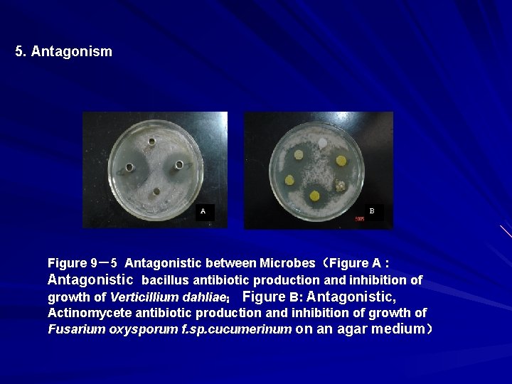 5. Antagonism A B Figure 9－5 Antagonistic between Microbes（Figure A : Antagonistic bacillus antibiotic