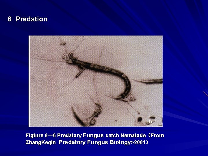 6 Predation Figture 9－6 Predatory Fungus catch Nematode（From Zhang. Keqin Predatory Fungus Biology>2001） 