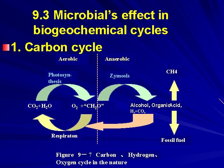 9. 3 Microbial’s effect in biogeochemical cycles 1. Carbon cycle Aerobic Photosynthesis CO 2+H