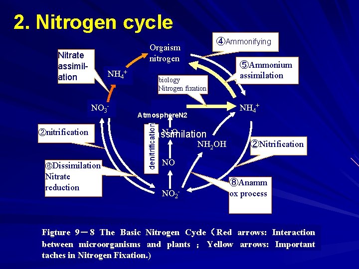 2. Nitrogen cycle ④Ammonifying Orgaism nitrogen Nitrate assimilation NH 4+ NO 3 - ②nitrification