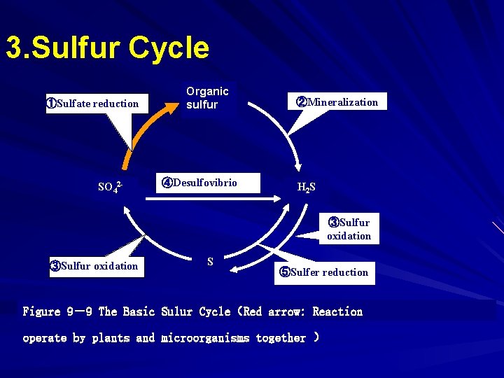 3. Sulfur Cycle ①Sulfate reduction SO 42 - Organic sulfur ④Desulfovibrio ②Mineralization H 2