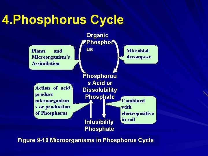 4. Phosphorus Cycle Plants and Microorganism’s Assimilation Action of acid product microorganism s or