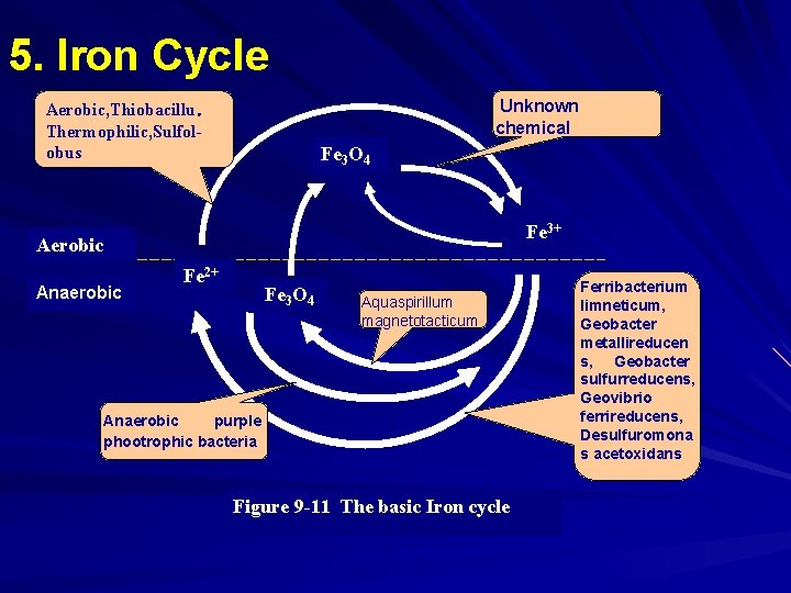 5. Iron Cycle Unknown chemical Aerobic, Thiobacillu． Thermophilic, Sulfolobus Fe 3 O 4 Fe