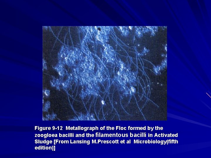 Figure 9 -12 Metallograph of the Floc formed by the zoogloea bacilli and the