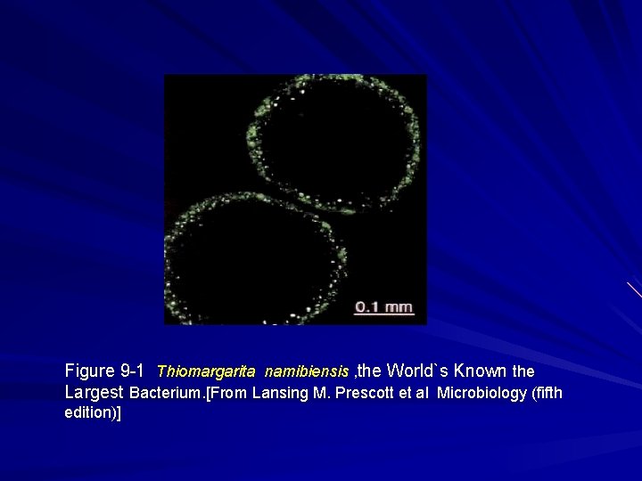 Figure 9 -1 Thiomargarita namibiensis , the World`s Known the Largest Bacterium. [From Lansing