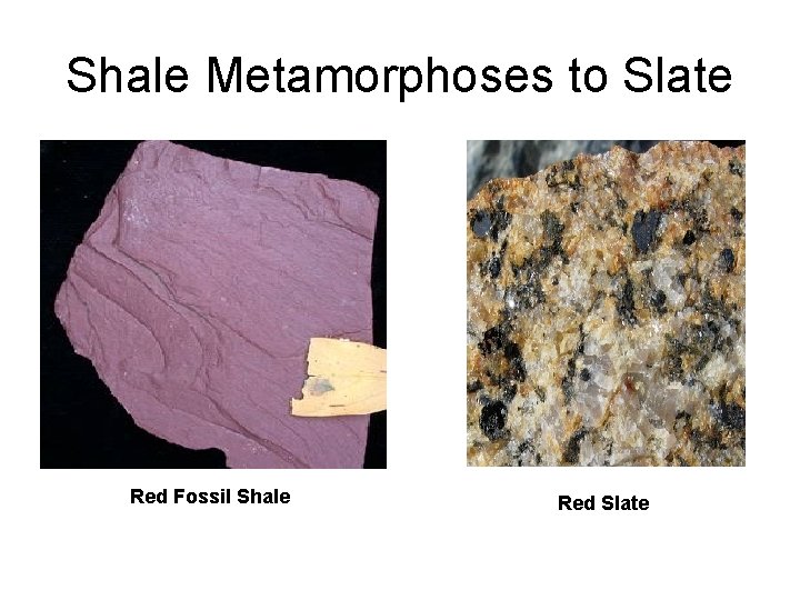 Shale Metamorphoses to Slate Red Fossil Shale Red Slate 