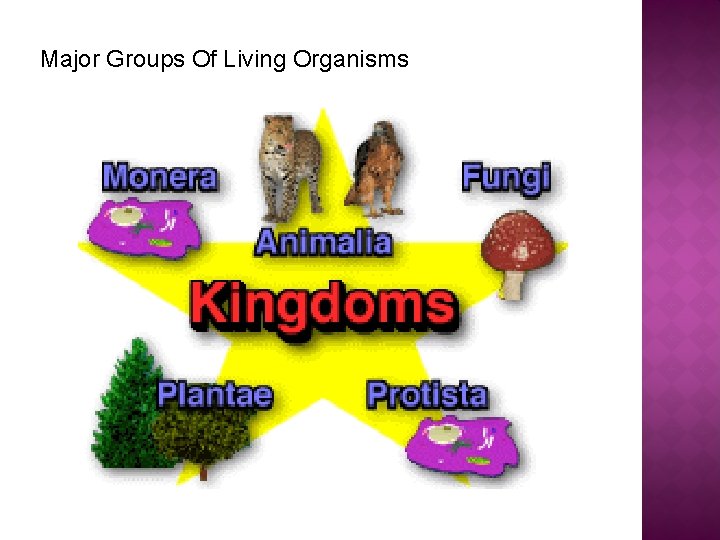 Major Groups Of Living Organisms 