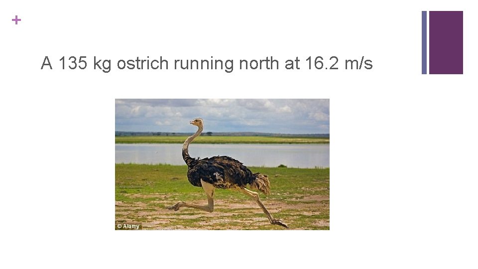 + A 135 kg ostrich running north at 16. 2 m/s 
