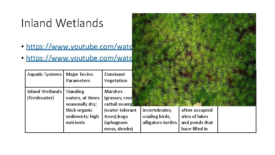 Inland Wetlands • https: //www. youtube. com/watch? v=v. Aem. FXNRWc. Q • https: //www.