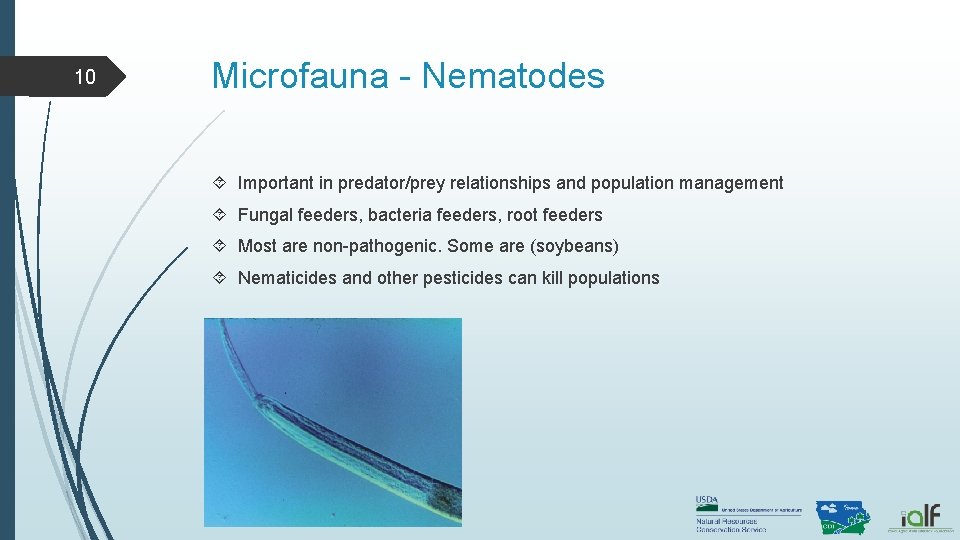 10 Microfauna - Nematodes Important in predator/prey relationships and population management Fungal feeders, bacteria 10 Microfauna - Nematodes Important in predator/prey relationships and population management Fungal feeders, bacteria