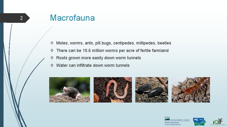 2 Macrofauna Moles, worms, ants, pill bugs, centipedes, millipedes, beetles There can be 10. 2 Macrofauna Moles, worms, ants, pill bugs, centipedes, millipedes, beetles There can be 10.