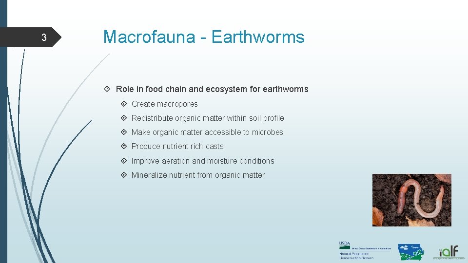 3 Macrofauna - Earthworms Role in food chain and ecosystem for earthworms Create macropores 3 Macrofauna - Earthworms Role in food chain and ecosystem for earthworms Create macropores