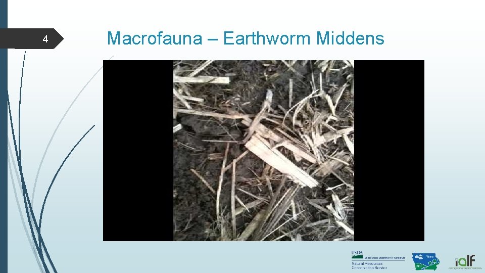4 Macrofauna – Earthworm Middens 4 Macrofauna – Earthworm Middens