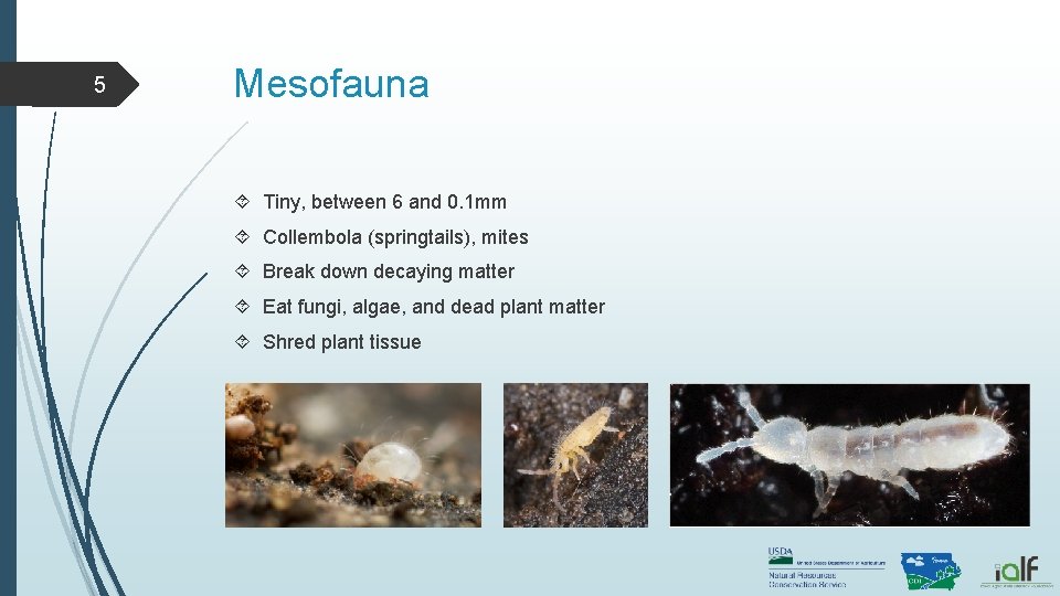 5 Mesofauna Tiny, between 6 and 0. 1 mm Collembola (springtails), mites Break down 5 Mesofauna Tiny, between 6 and 0. 1 mm Collembola (springtails), mites Break down