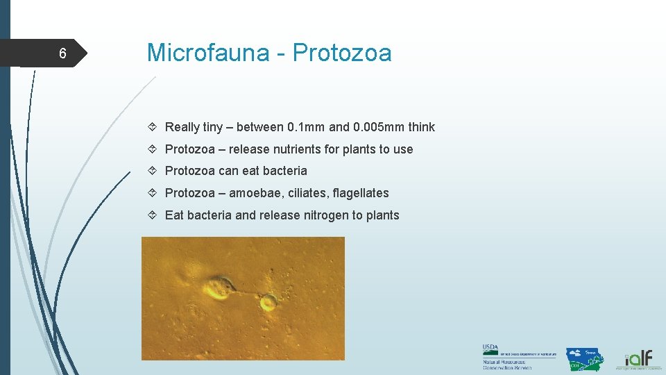 6 Microfauna - Protozoa Really tiny – between 0. 1 mm and 0. 005 6 Microfauna - Protozoa Really tiny – between 0. 1 mm and 0. 005
