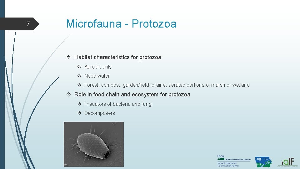 7 Microfauna - Protozoa Habitat characteristics for protozoa Aerobic only Need water Forest, compost, 7 Microfauna - Protozoa Habitat characteristics for protozoa Aerobic only Need water Forest, compost,