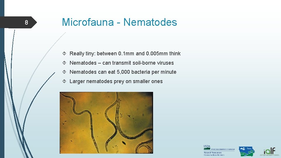 8 Microfauna - Nematodes Really tiny: between 0. 1 mm and 0. 005 mm 8 Microfauna - Nematodes Really tiny: between 0. 1 mm and 0. 005 mm