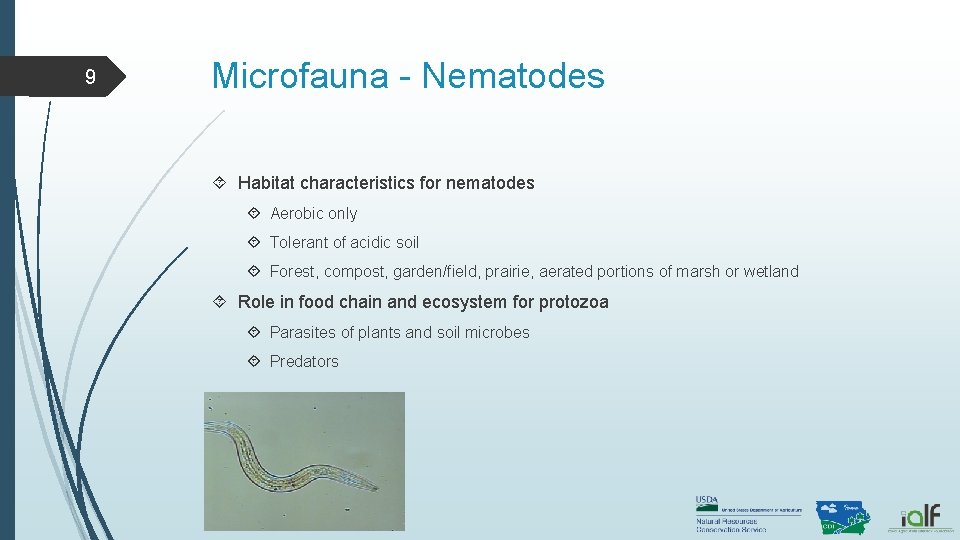 9 Microfauna - Nematodes Habitat characteristics for nematodes Aerobic only Tolerant of acidic soil 9 Microfauna - Nematodes Habitat characteristics for nematodes Aerobic only Tolerant of acidic soil