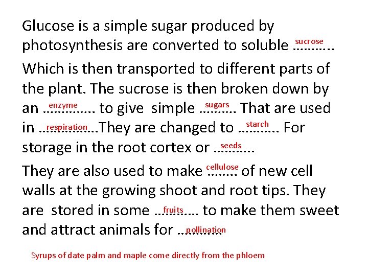 Glucose is a simple sugar produced by sucrose photosynthesis are converted to soluble ……….