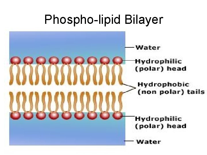 Phospho-lipid Bilayer 