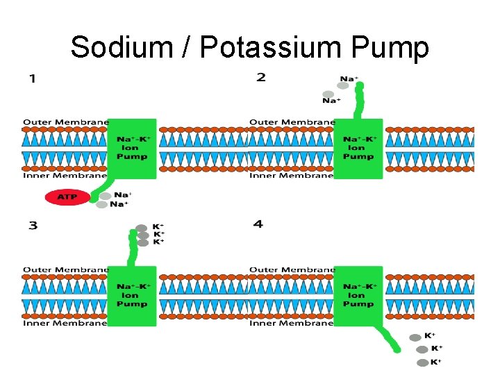 Sodium / Potassium Pump 