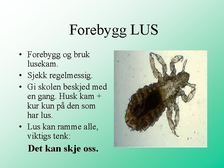 Forebygg LUS • Forebygg og bruk lusekam. • Sjekk regelmessig. • Gi skolen beskjed Forebygg LUS • Forebygg og bruk lusekam. • Sjekk regelmessig. • Gi skolen beskjed