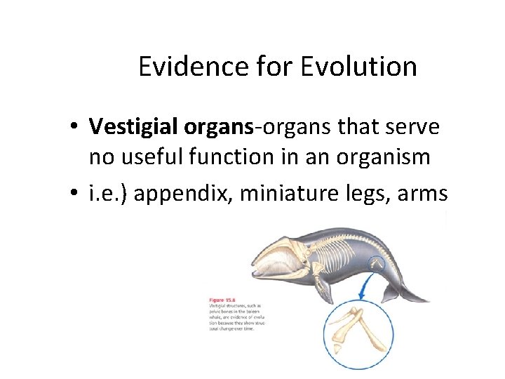 Evidence for Evolution • Vestigial organs-organs that serve no useful function in an organism