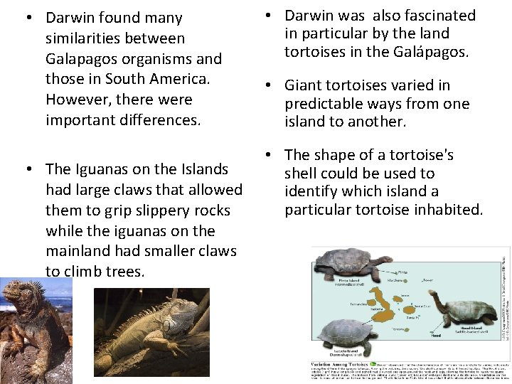  • Darwin found many similarities between Galapagos organisms and those in South America.