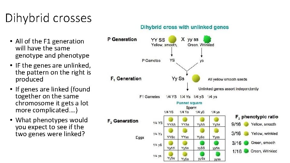 Dihybrid crosses • All of the F 1 generation will have the same genotype
